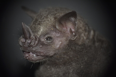Artibeus aequatorialis