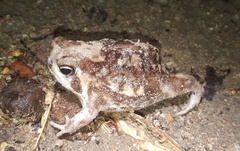 Breviceps