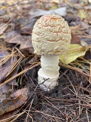 Amanita persicina