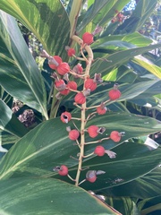 Alpinia