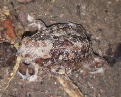 Breviceps