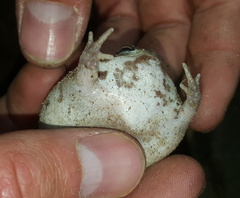 Breviceps