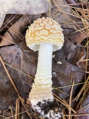 Amanita persicina