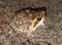 Breviceps