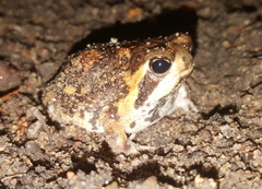 Breviceps