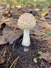 Amanita persicina