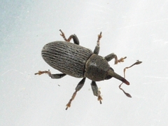 Tychius