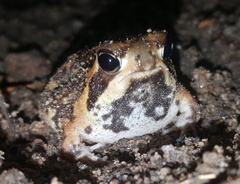 Breviceps