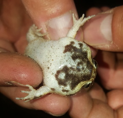 Breviceps