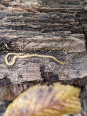 Haplophilus subterraneus