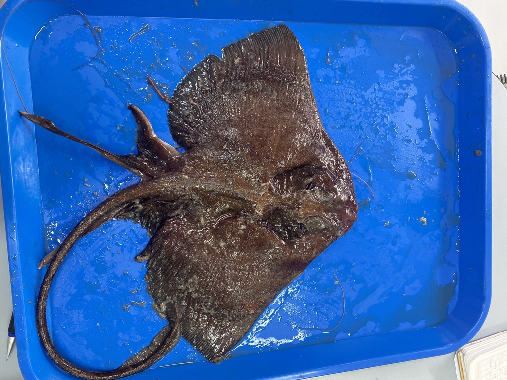 Dusky Finless Skate