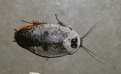 Gyna caffrorum