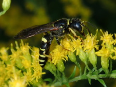 Philanthus solivagus