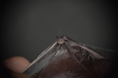 Thyroptera tricolor