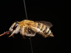 Amegilla garrula