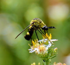 Lepidophora lepidocera