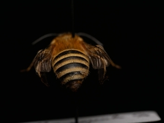 Amegilla garrula
