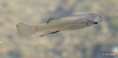 Poecilia reticulata