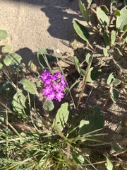 Abronia villosa villosa