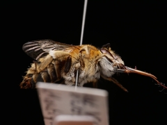 Amegilla garrula