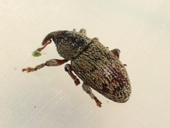 Tychius