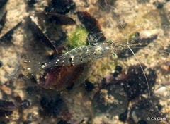 Palaemon debilis