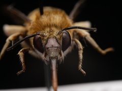 Amegilla garrula