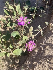 Abronia villosa villosa