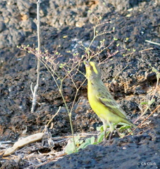 Crithagra mozambica