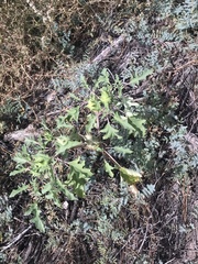 Datura quercifolia
