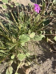 Abronia villosa villosa
