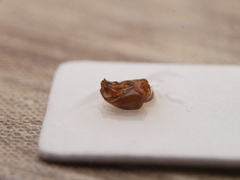 Amegilla garrula