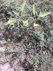 Datura quercifolia