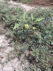 Datura quercifolia