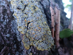 Xanthoria parietina