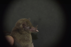 Lonchophylla concava