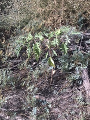 Datura quercifolia