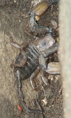 Hadogenes troglodytes