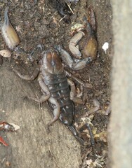 Hadogenes troglodytes