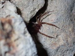 Liocranum rupicola