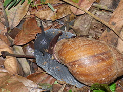 Megalobulimus