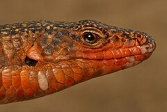 Matobosaurus validus