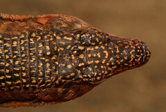 Matobosaurus validus