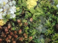 Orthotrichum diaphanum