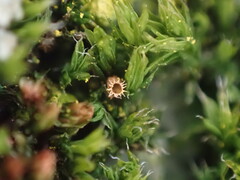 Orthotrichum diaphanum