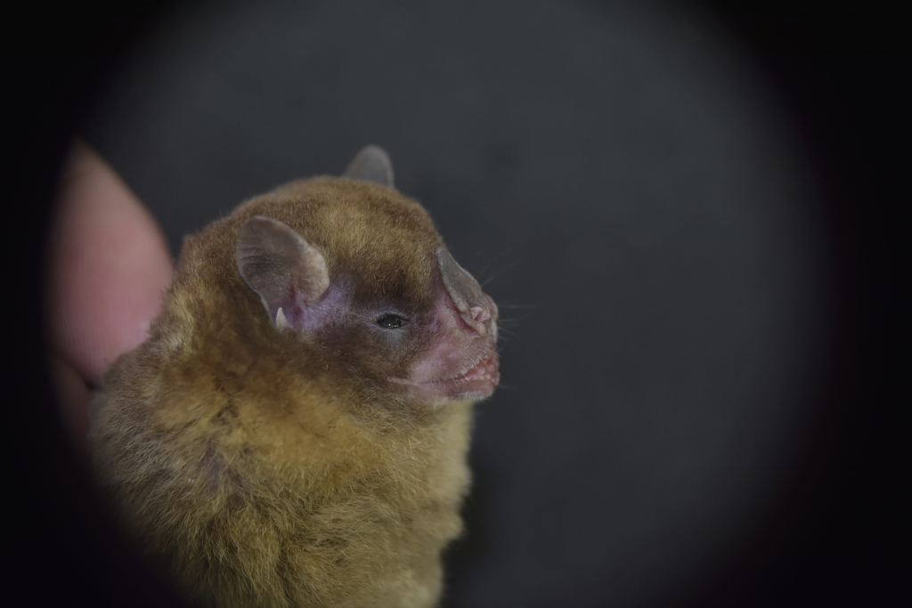La Perla Forest Yellow-Shouldered Bat