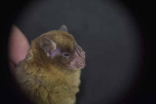 La Perla Forest Yellow-shouldered Bat (Sturnira perla) — Data Deficient Mammalia