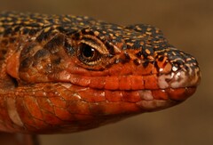 Matobosaurus validus