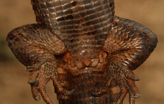 Matobosaurus validus