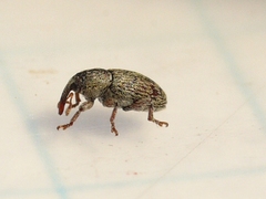 Tychius